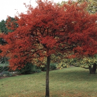 Ирга Ламарка 200/250, Amelanchier lamarckii, Ирга Ламарка
