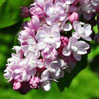 Сирень Belle de Nency, Syringa vulgaris Belle de Nency, Сирень обыкновенная Бель де Нэнси