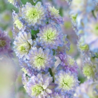 Дельфиниум Highlander Moonlight, Delphinium Highlander Moonlight, Дельфиниум Хайлендер Мунлайт
