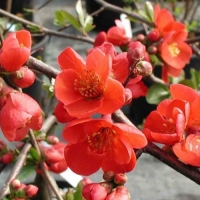 Айва японская Nicoline с5, Chaenomeles Nicoline, Айва обыкновенная Николайн