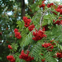 Рябина обыкновенная, Sorbus aucuparia, Рябина обыкновенная 8/10