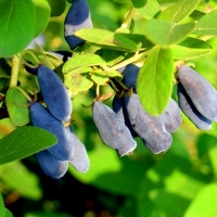 Жимолость голубая Woloszebnica, Lonicera caerulea Woloszebnica, Жимолость голубая Волшебница