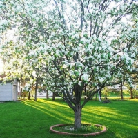 Груша Кафедральная 6/7 лет, Pyrus, Груша Кафедральная