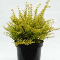 Барбарис Тунберга Golden Dream, Berberis Thunbergii Golden Dream, Барбарис Тунберга Голден Дрим