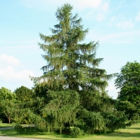 Лиственница европейская 200/300, Лиственница европейская, Larix decidua, купить лиственницу европейскую, лиственница европейская цена