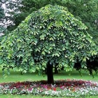 Вяз шершавый Pendula, Ulmus scabra Pendula, Вяз шершавый Пендула