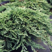 Можжевельник горизонтальный Pancake, Juniperus horizontalis Pancake, Можжевельник горизонтальный Пэнкэйк