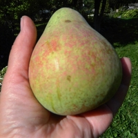 Груша Кафедральная 6/7 лет, Pyrus, Груша Кафедральная