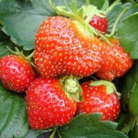 Земляника Mara des Bois, Fragaria Mara des Bois, Земляника Мара де Буа