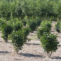 Сирень венгерская, Syringa josikaea