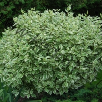 Дерен бел. Elgantissima, Cornus alba Elegantissima, Дерен белый Элегантиссима