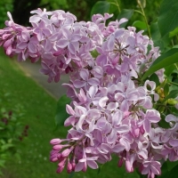 Сирень Buffon, Syringa Buffon, Сирень гиацинтовая Бюффон