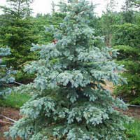 Ель колючая Глаука 250-300 Picea pungens Glauca Ель колючая Глаука, Picea pungens Glauca, купить ель, заказать ель, ель голубая, ель глаука цена, ель глаука фото, питомник садцентр