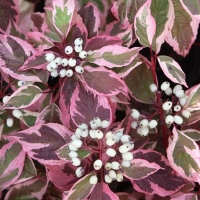 Дерен Sibirica Variegata, Cornus alba Sibirica Variegata, Дёрен белый Сибирика Вариегата