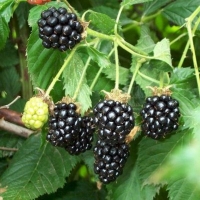 Ежевика Flint, Rubus fruticous, Ежевика Флинт