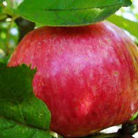 Яблоня Медуница С7,5, Malus, Яблоня Медуница