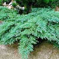 Можжевельник Rokery Gem С46, Можжевельник Rokery Gem, Juniperus Rokery Gem, Juniperus Rokery Gem купить, можжевельник Rokery Gem купить