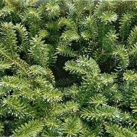 Пихта корейская Glauca - Питомник декоративных и садовых растений