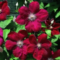 Клематис Rouge Cardinal, Клематис Руж Кардинал, Clematis Rouge Cardinal