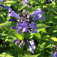 Котовник полусидячий Blue Dreams, Nepeta subsessilis Blue Dreams, Котовник полусидячий Блю Дримс
