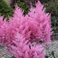 Астильба Аrendsii Gloria Purpurea, Astilbe arendsii Gloria Purpurea, Астильба Глория Пурпуреа
