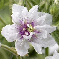 Герань луговая Double Jewel, Geranium pratense Double Jewel, Герань луговая Дабл Джуэл