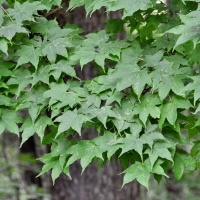 Клен мелколистный, Acer mono