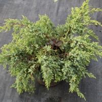 Можжевельник Gold Tip, Juniperus squamata Gold Tip, Можжевельник Голд Тип, купить можжевельник Gold Tip,  Gold Tip