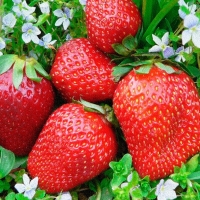 Земляника садовая Vima Ksima, Fragaria ananassa Vima Ksima, Земляника садовая Вима Ксима