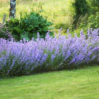 Котовник с5, Nepeta Fasseni, Котовник Фассена