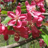 Яблоня декоративная Недзвецкого, Malus Niedzwetzkyana, Яблоня декоративная Недзвецкого