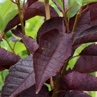 Черемуха виргинская Canada Red, Prunus virginiana Canada Red, Черемуха виргинская Канада Ред