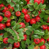 Кизильник горизонтальный, Cotoneaster horizontalis