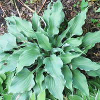 Хоста Restless Sea, Hosta Restless Sea, Хоста Рестлесс Си