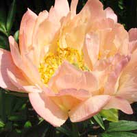 Пион молочноцветковый Coral Sunset, Paeonia lactiflora Coral Sunset, Пион молочноцветковый Корал Сансет