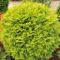 Туя Golden Globe, Thuja occidentalis Golden Globe, Туя западная Голден Глобе, купить тую Golden Globe