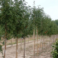Рябина обыкновенная, Sorbus aucuparia, Рябина обыкновенная 8/10