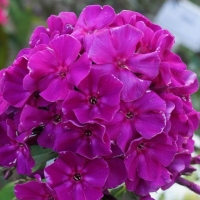 Флокс метельчатый Roberta, Phlox paniculata Roberta, Флокс метельчатый Роберта