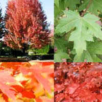 Клен Фримана Autumn Blaze, Acer freemanii Autumn Blaze, Клен Фримана Отом Блейз