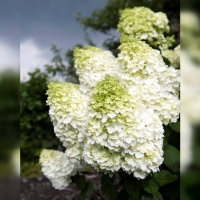 Гортензия Magical Moonlight, Hydrangea Magical Moonlight, Гортензия метельчатая Мэджикал мунлайт