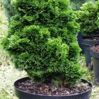 Кипарисовик тупой Nana Gracilis, Chamaecyparis Obtusa Nana Gracilis, Кипарисовик тупой Нана Грацилис