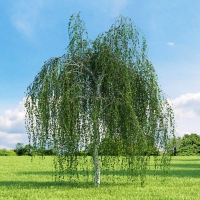Береза повислая Youngii, Betula pendula Youngii, Берёза повислая Юнги