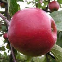 Яблоня Красная Ранняя WRB 5/6 лет, Malus, Яблоня Красная Ранняя