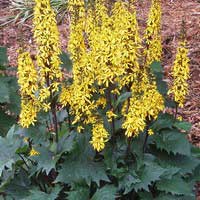 Бузульник The Rocket, Ligularia The Rocket, Бузульник Рокет