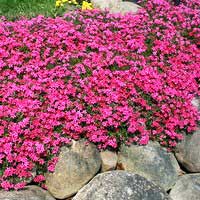 Флокс шиловидный Scarlet Flame, Флокс шиловидный Скарлет Флейм, Phlox subulata Scarlet Flame