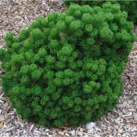 Сосна горная Picobello, Pinus mugo Picobello, Сосна горная Пикобелло