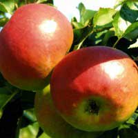 Яблоня Жигулевское П5, Malus, Яблоня Жигулевское