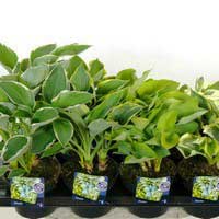 Хоста mix С2, Hosta mix, Хоста микс