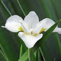 Ирис сибирский Gull's Wing, Iris sibirica Gull's Wing, Ирис сибирский Галл'c Винг