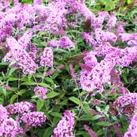 Буддлея Давида Pink Delight, Buddleja Davidii Pink Delight, Буддлея Давида Пинк Делайт